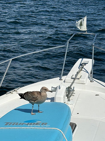 Seagull riding on a surfboard on a boat with the Maine State pennant in the forground.