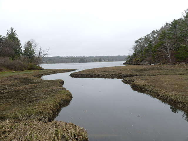 A marsh seen on the Squirrel Point Trail in Arrowsic, Maine.
