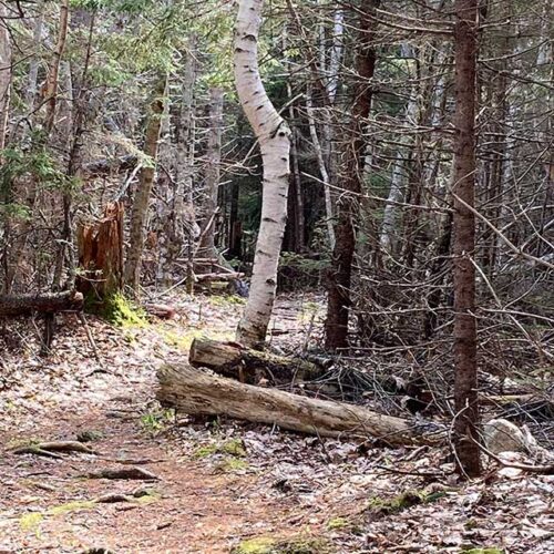 Maine hiking trail with bent birch tree.